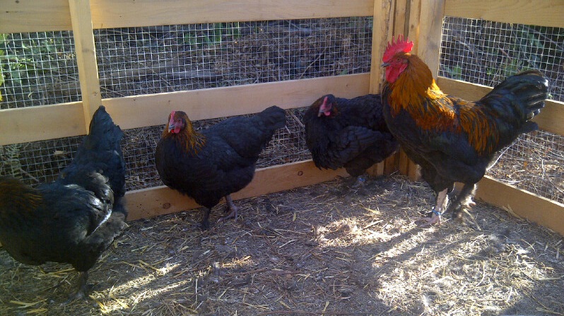 Chickens