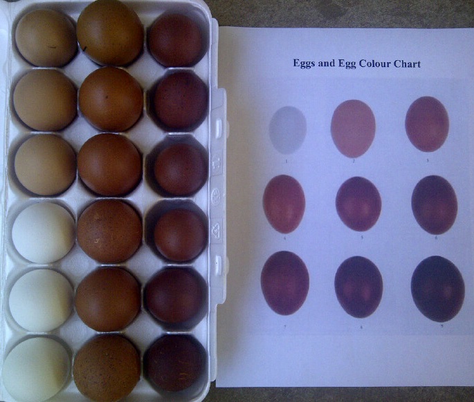 Eggs