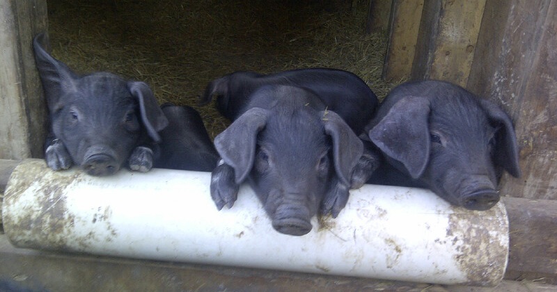 Piggies