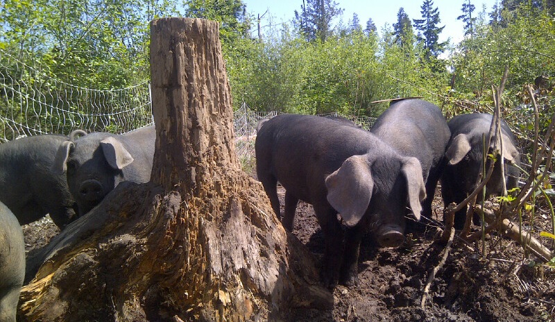 little large black pigs