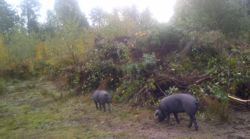 Pigs walking toward the light