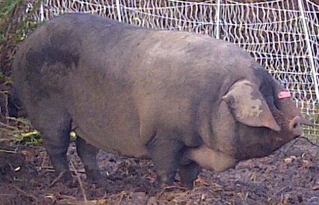 Sizzle the pig
